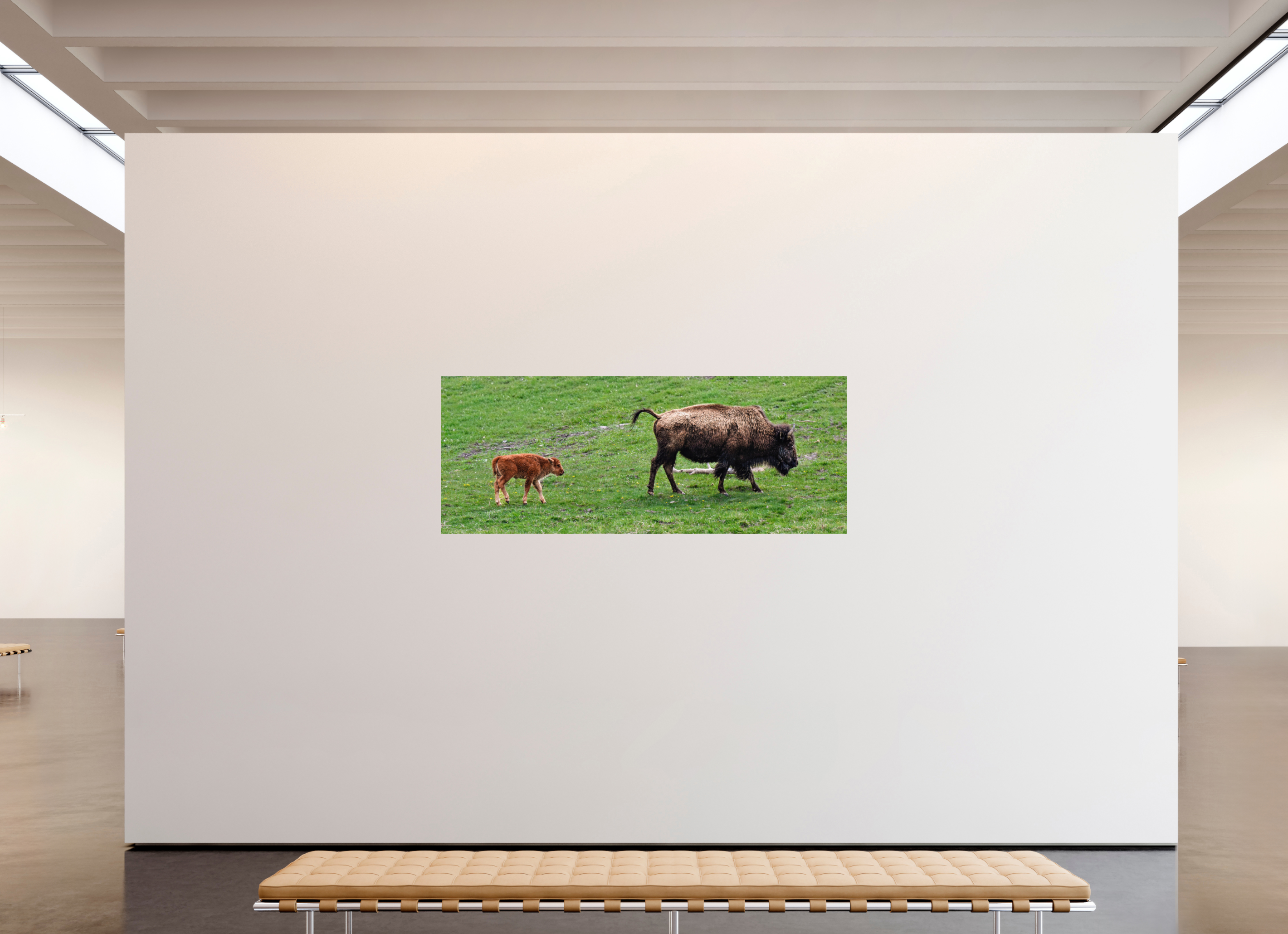 79.8 x 31″, PHOTO PAPER Bison and her Red Dog Following