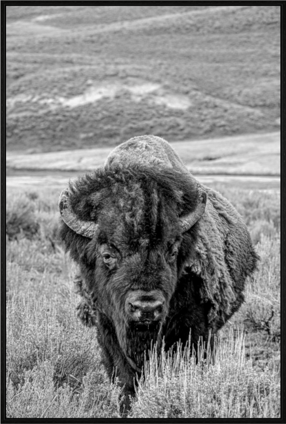 Main image Black and White Bison Portrait