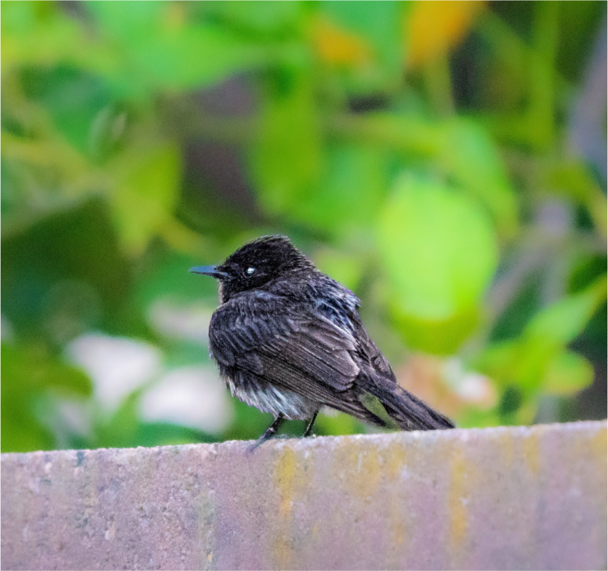 Main image Bird