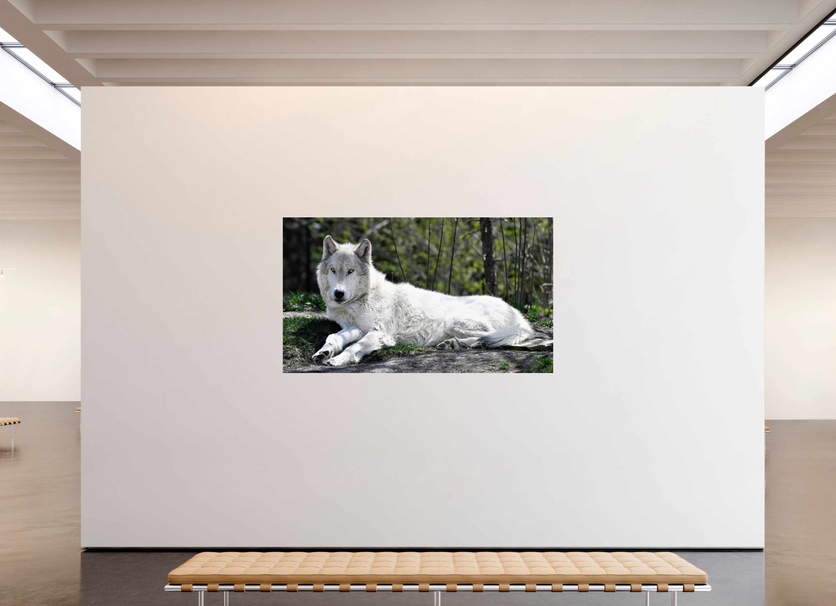 81.7 x 47″, METAL Wolf Laying Down