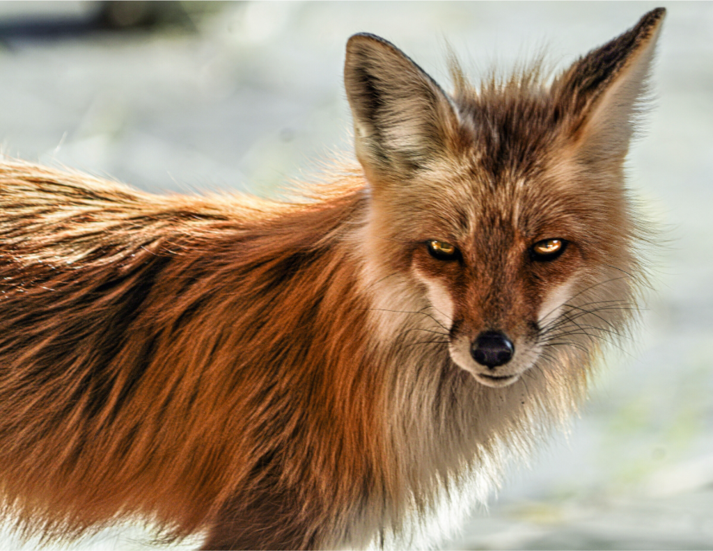 Main image Haunting Fox