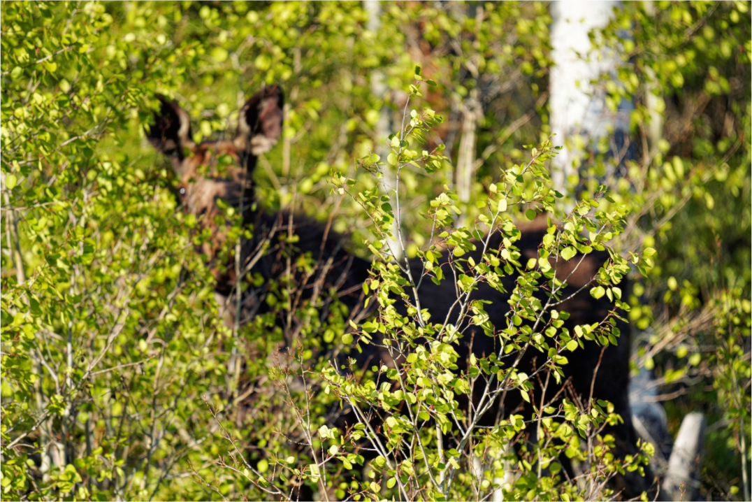 Main image “Peek a Boo” Moose