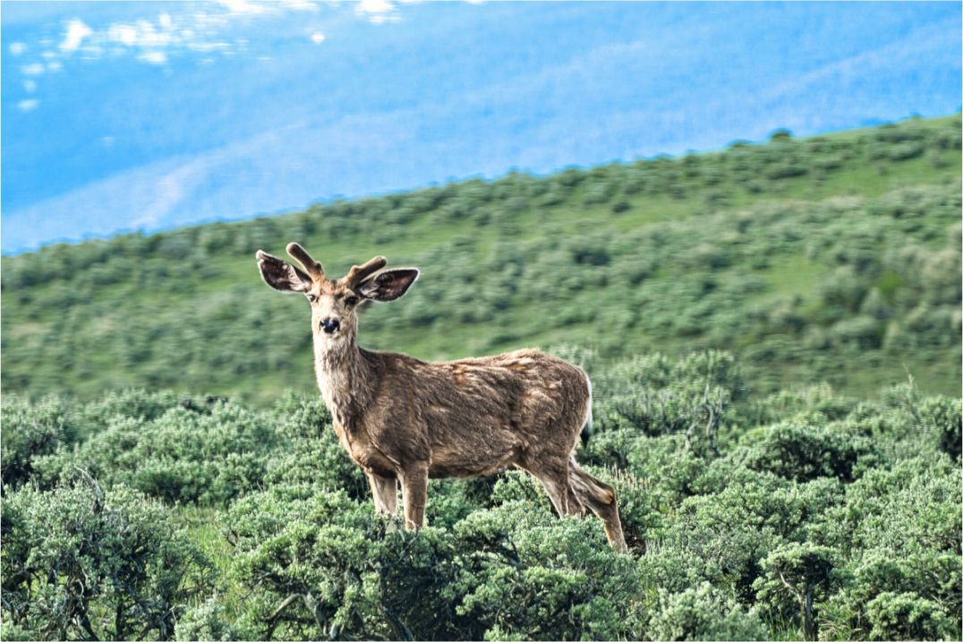 Main image Deer