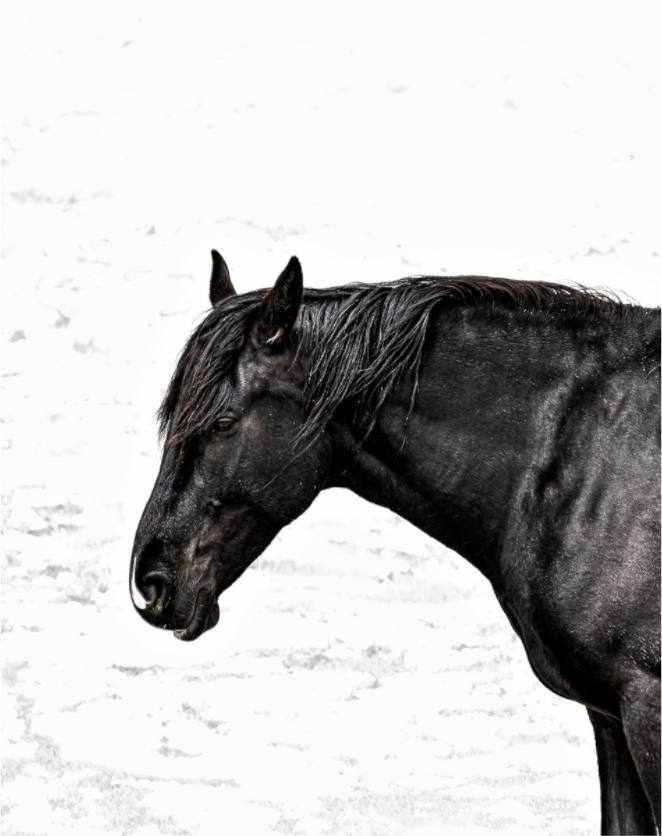 Main image Horse Black and White Portrait