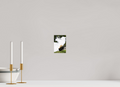 4 x 6″, PHOTO PAPER Bison Grazing