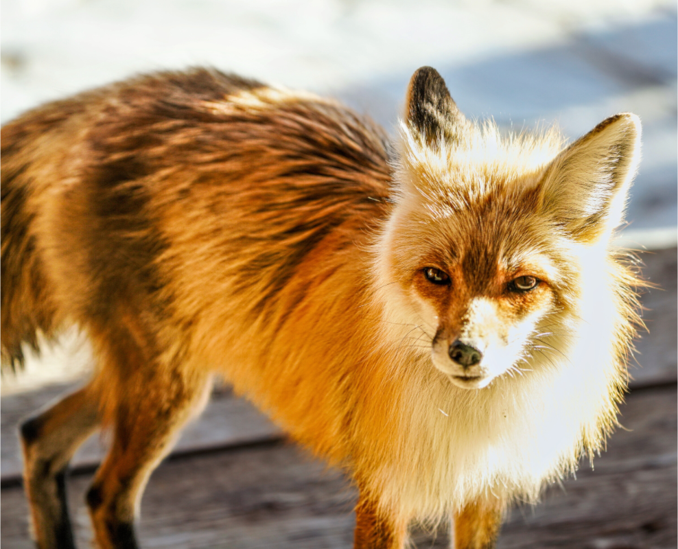 Main image Fox