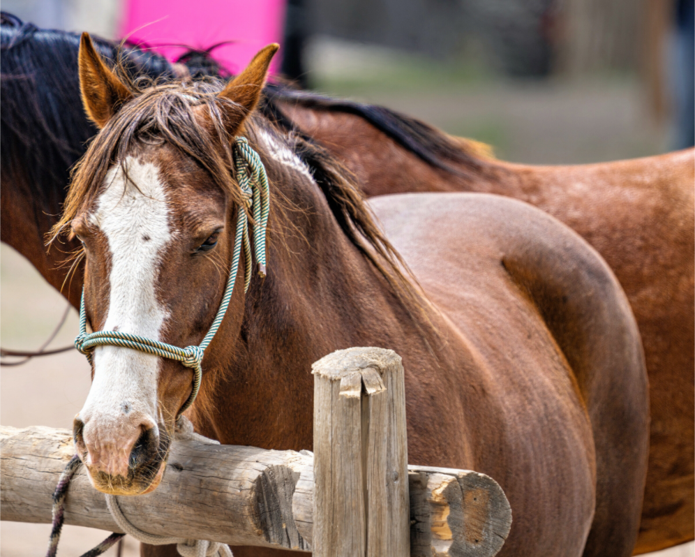 Main image Pack Horse Portrait 12 Web Exclusive