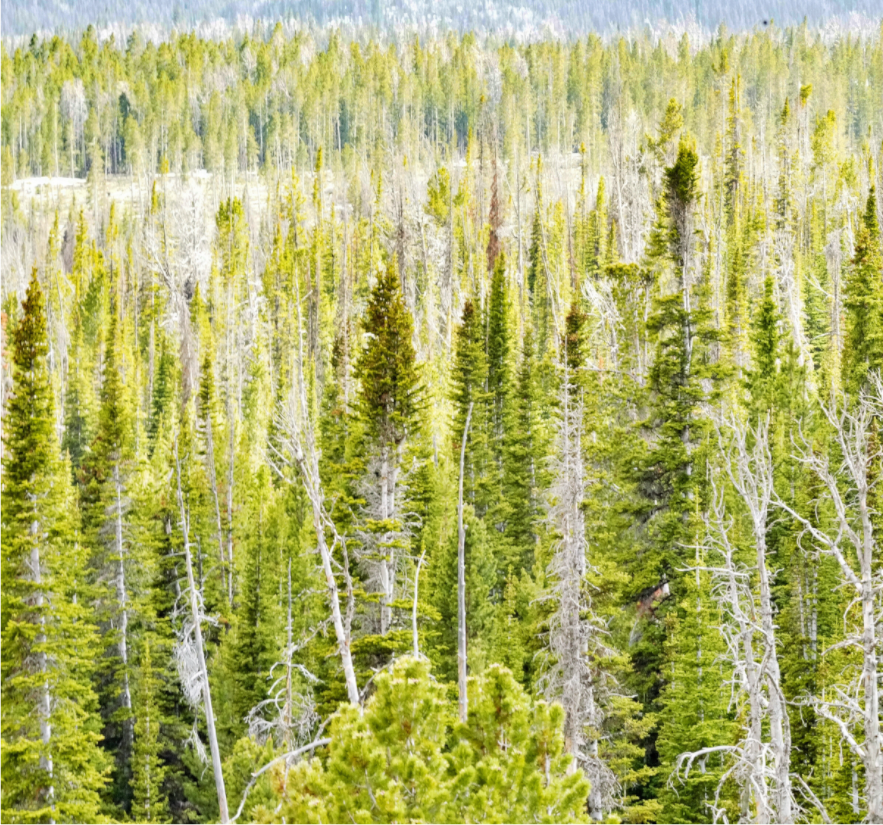 Main image Wyoming