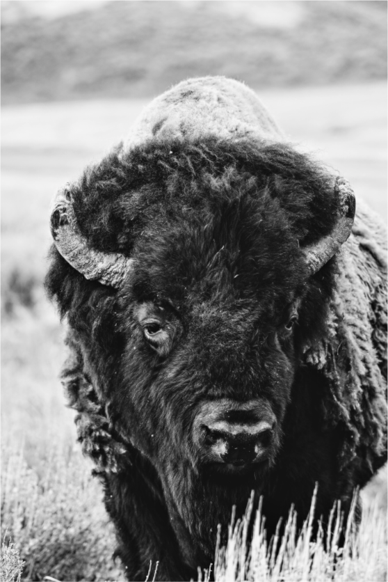 Main image Monochrome Bison