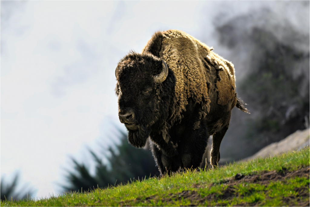 Main image Bison