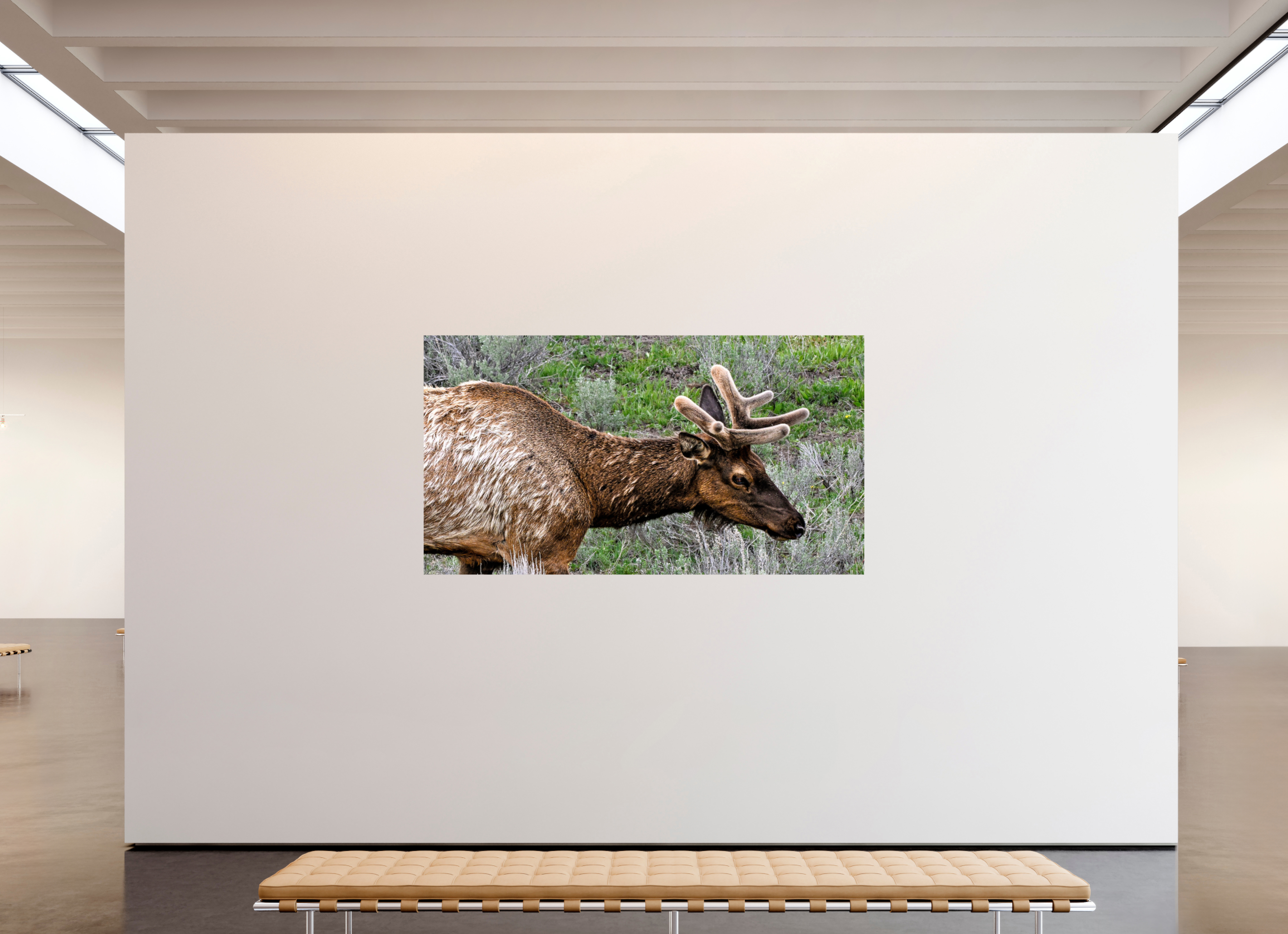 86.6 x 47″, PHOTO PAPER Elk