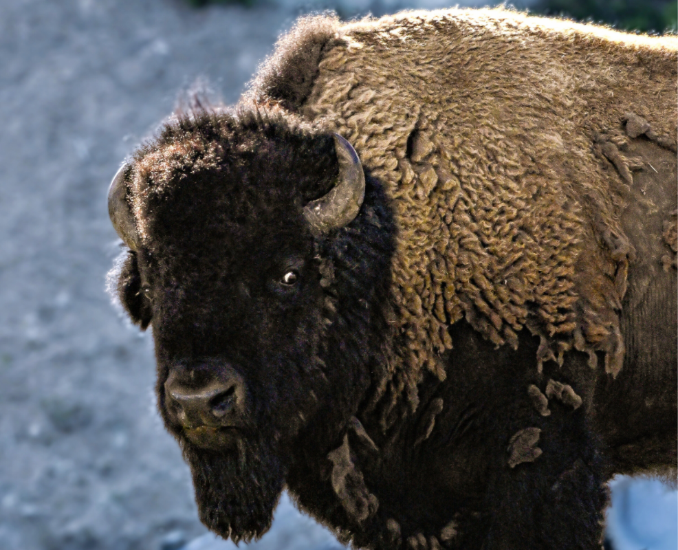 Main image Bison