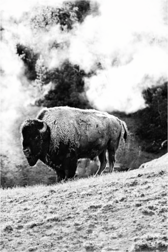 Main image Black and White Bison with steam background