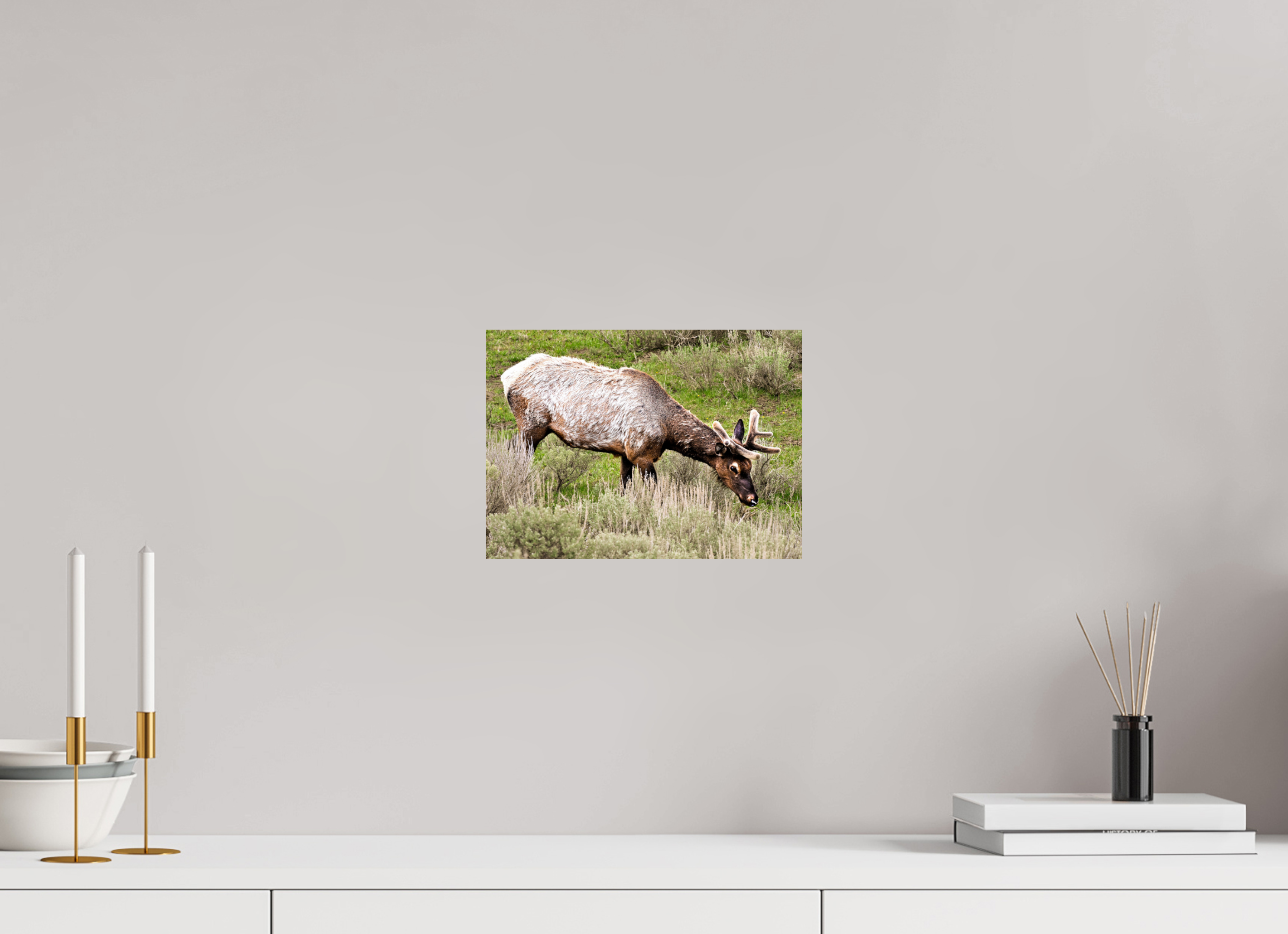 11 x 8″, PHOTO PAPER Elk