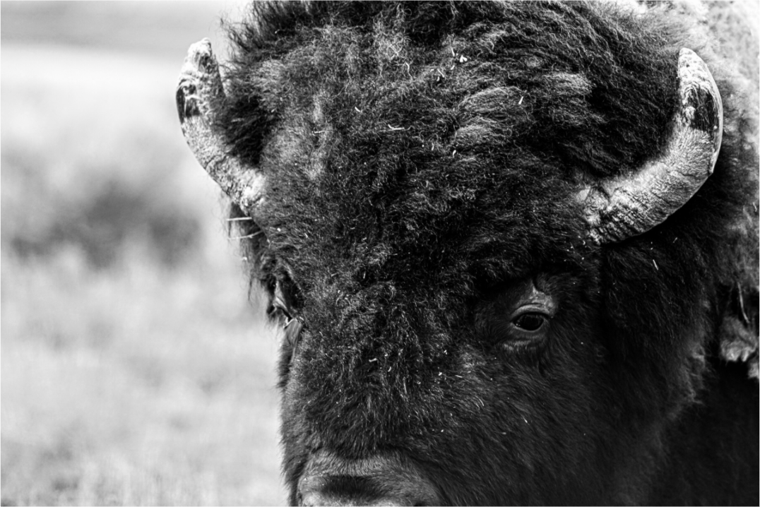 Main image Bison Monochrome Portrait Close up
