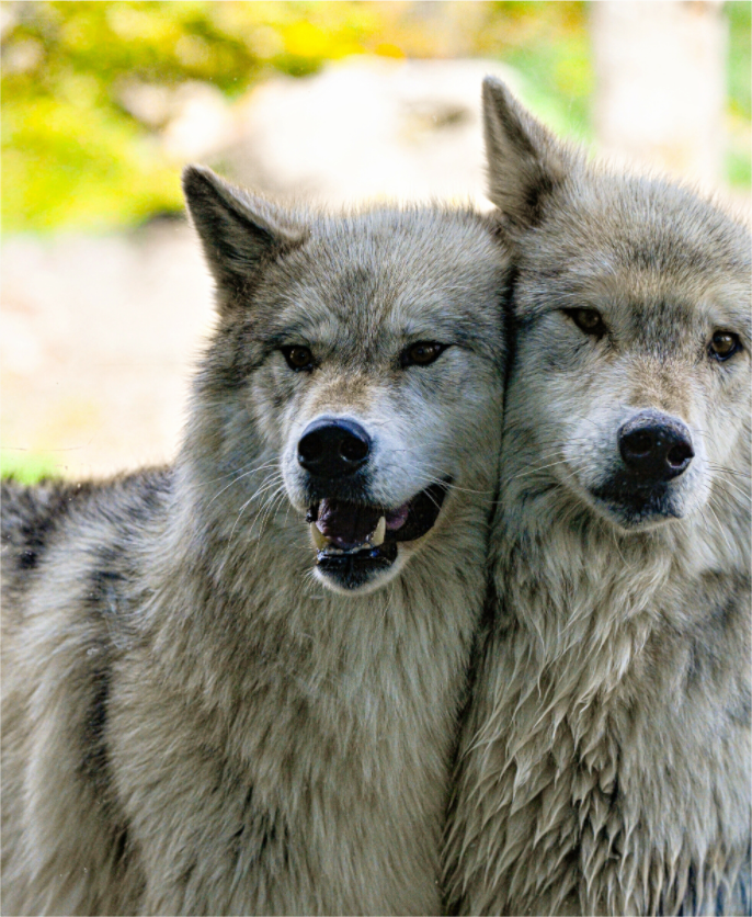 Main image Wolf Friends
