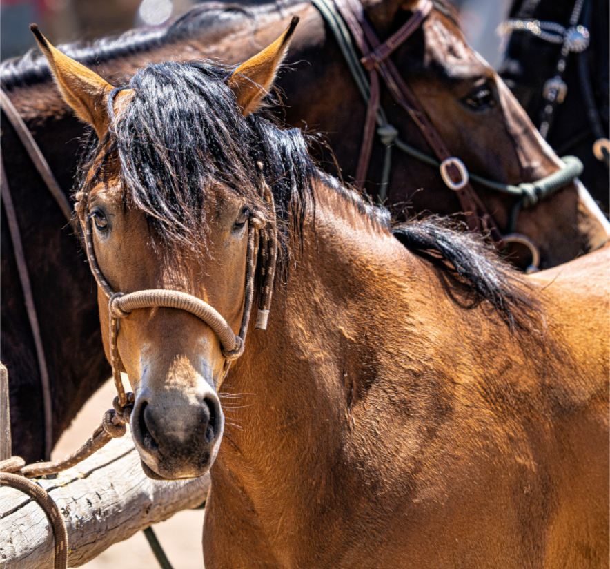 Main image Pack Horse Portrait 6