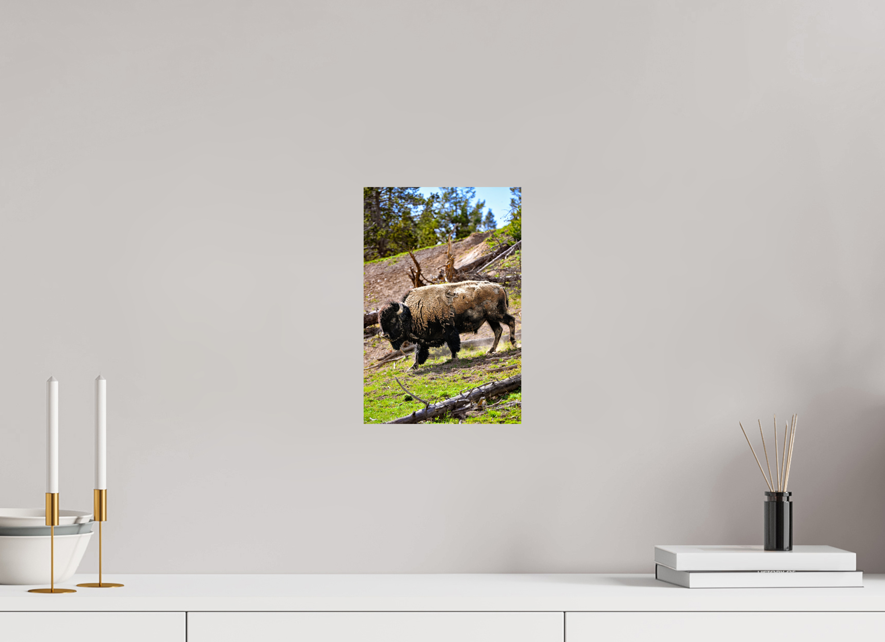 8 x 12″, PHOTO PAPER Bison Walking