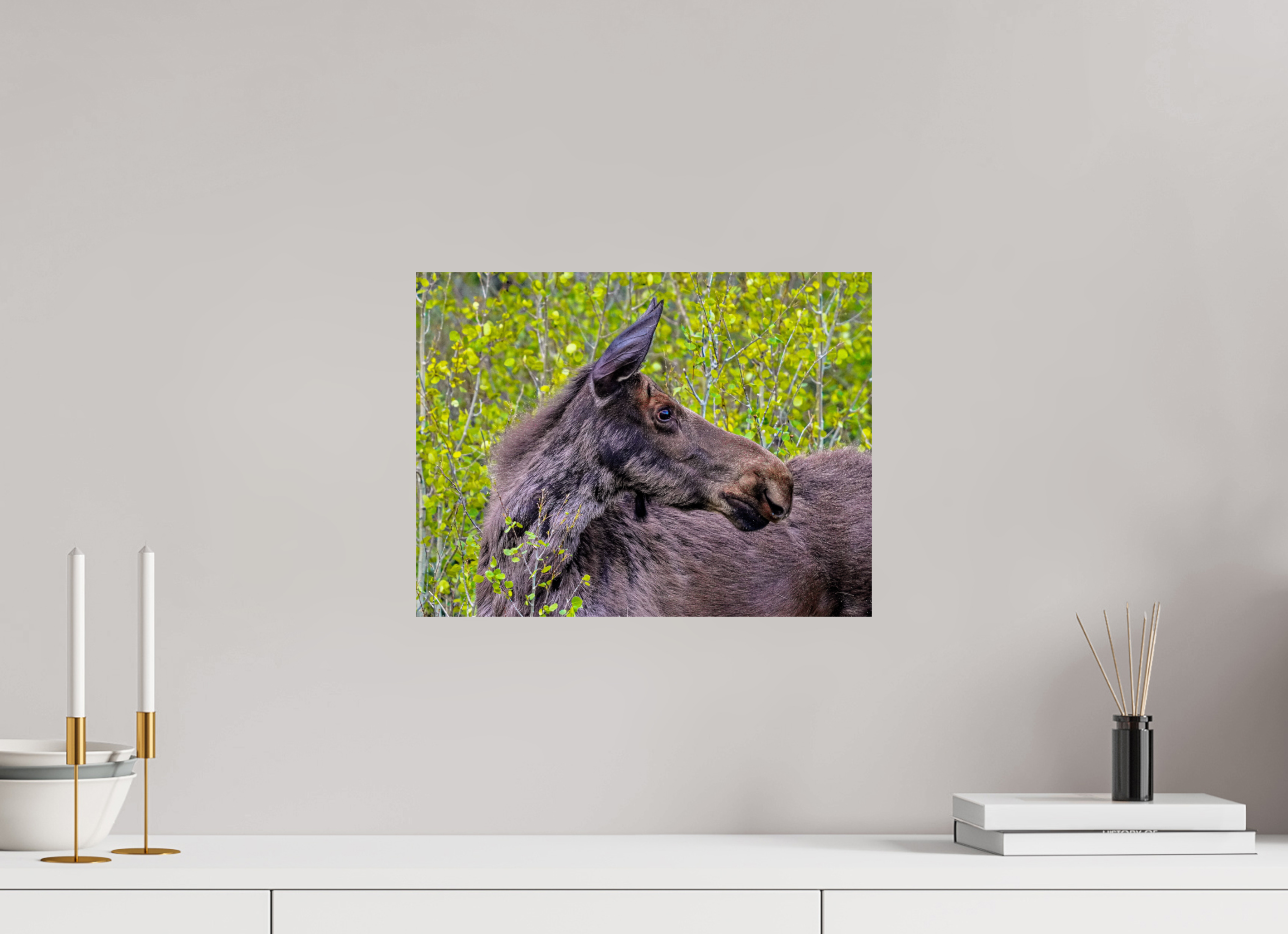15.9 x 12″, PHOTO PAPER Moose Close up