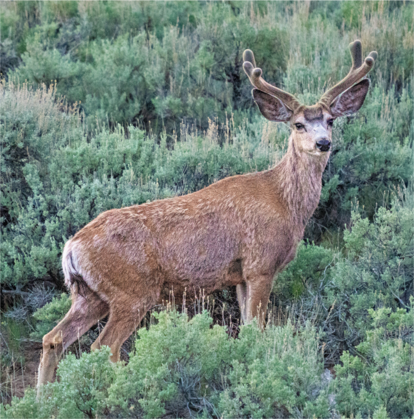 Main image Deer