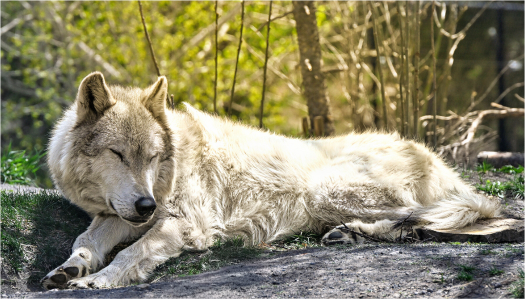 Main image Wolf Napping