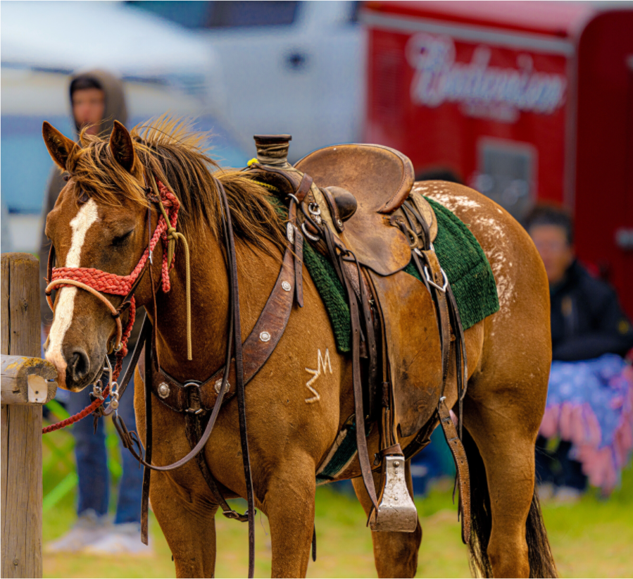 Main image Pack Horse Portrait 18 Web Exclusive