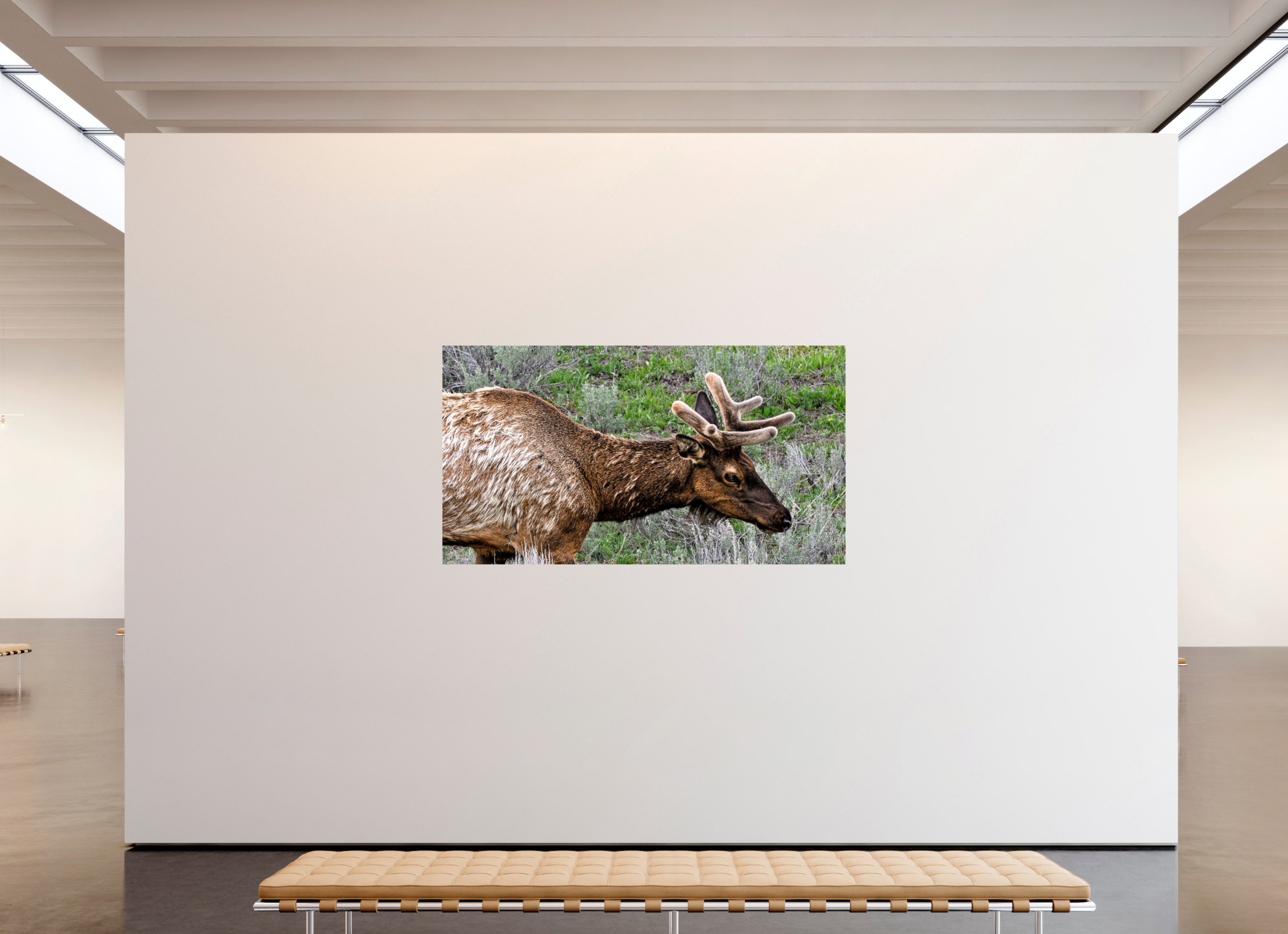 79.2 x 43″, PHOTO PAPER Elk