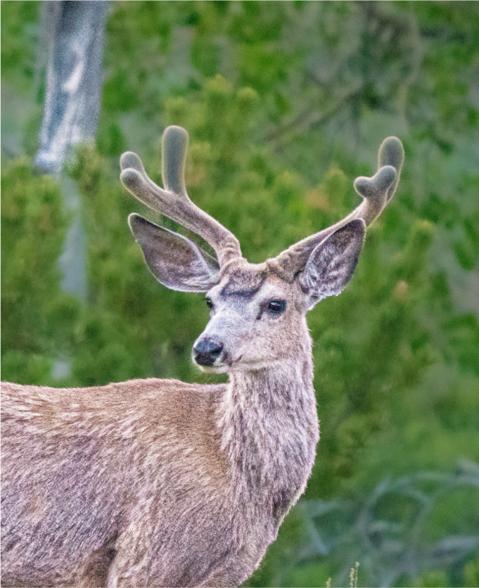 Main image Deer
