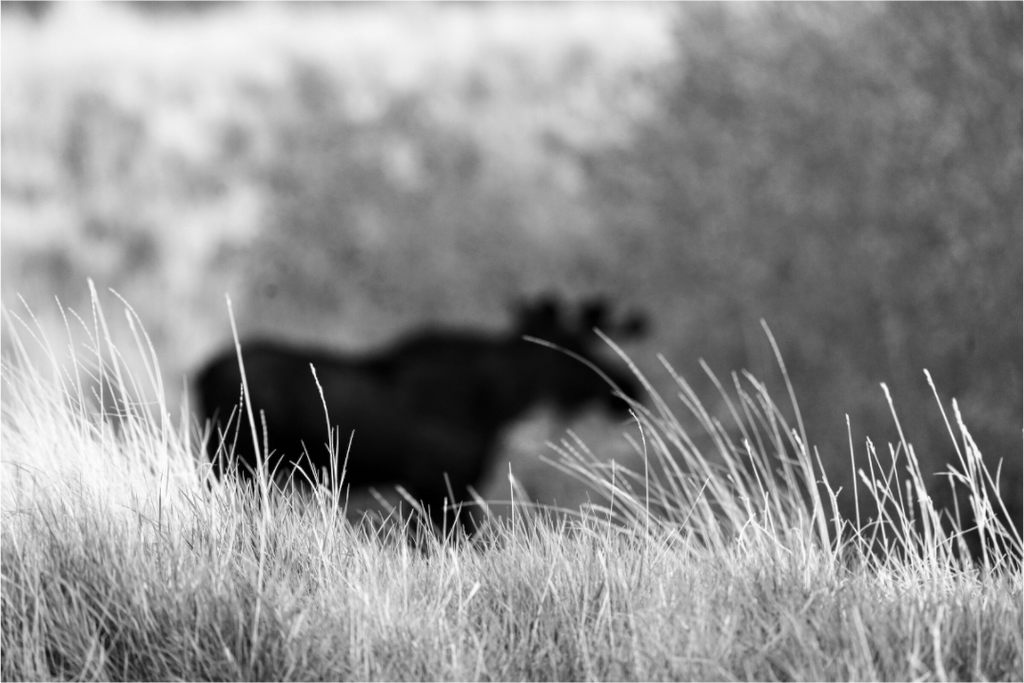 Main image Monochrome Bull Moose