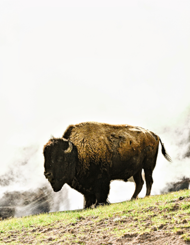 Main image Bison with Steam