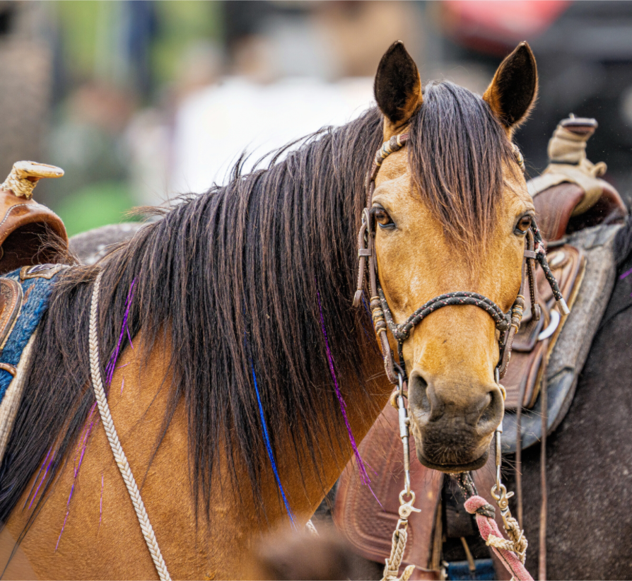 Main image Pack Horse Portrait 11 Web Exclusive