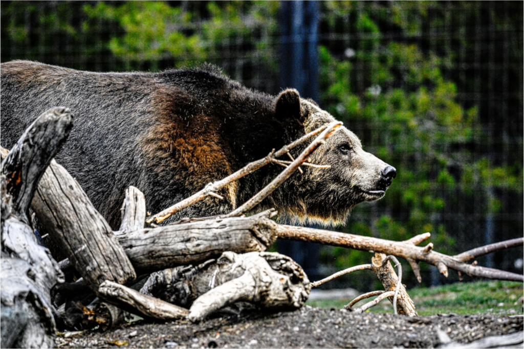Main image Bear