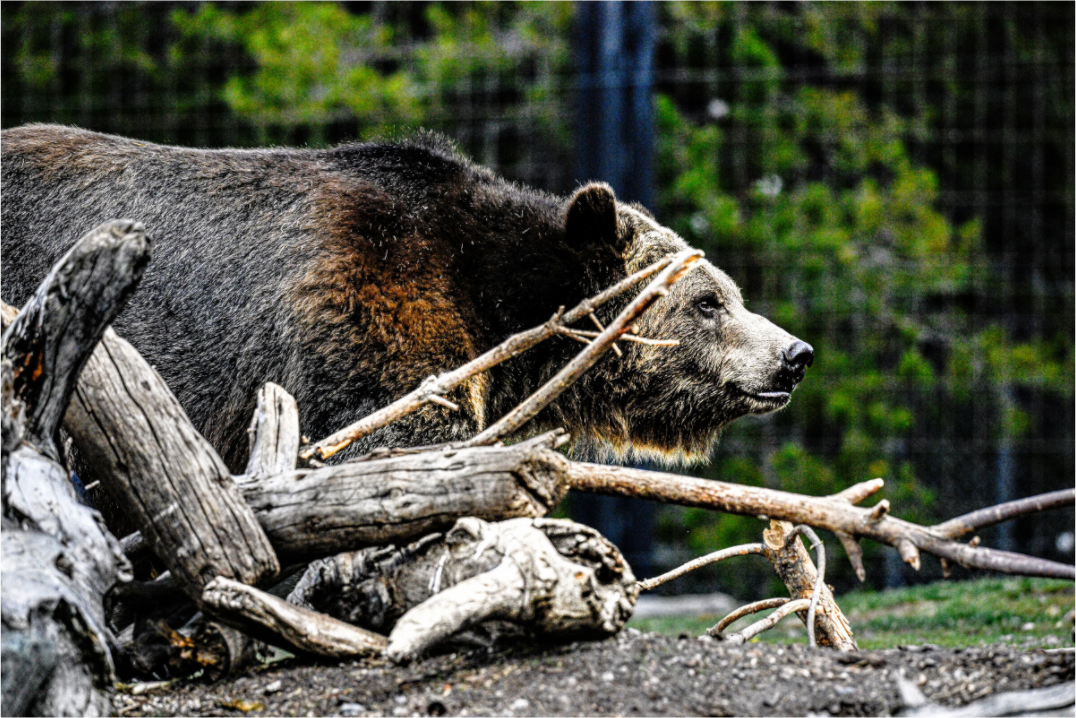 Main image Bear