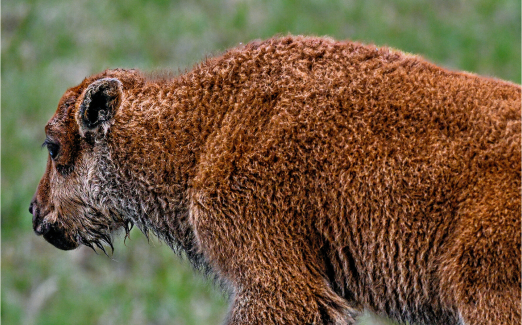 Main image Red Dog Walking Away