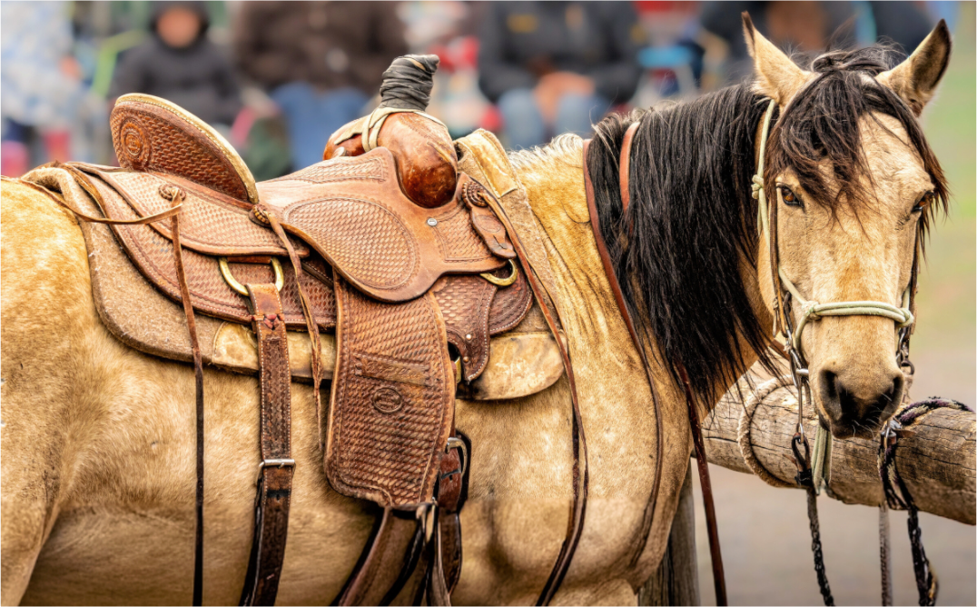 Main image Pack Horse Portrait 7