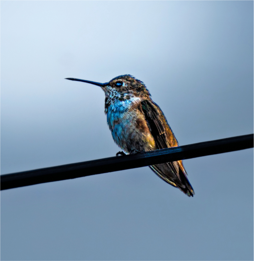 Main image Hummingbird