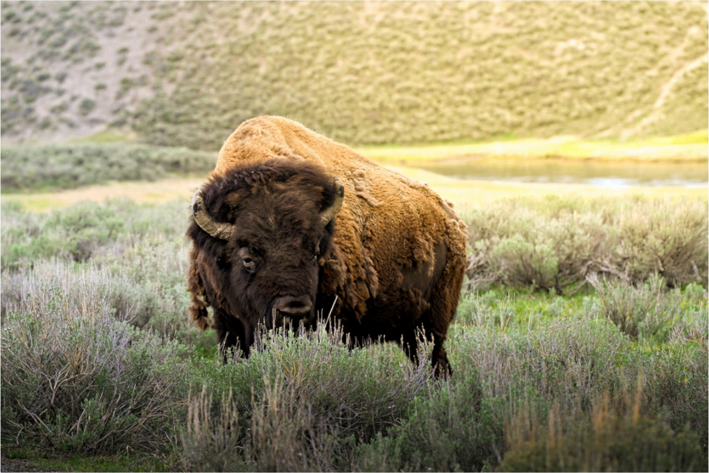 Main image Bison