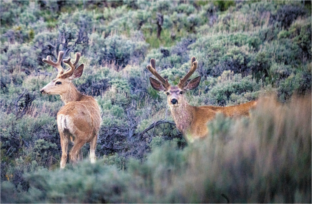 Main image Deer