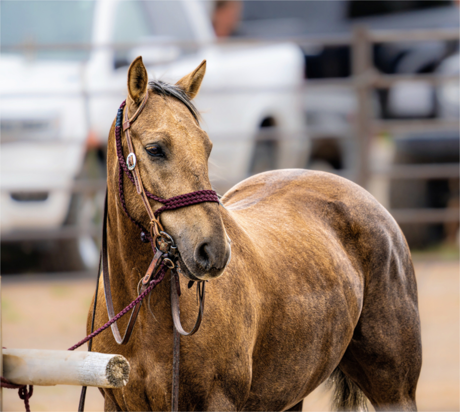 Main image Pack Horse Portrait 3