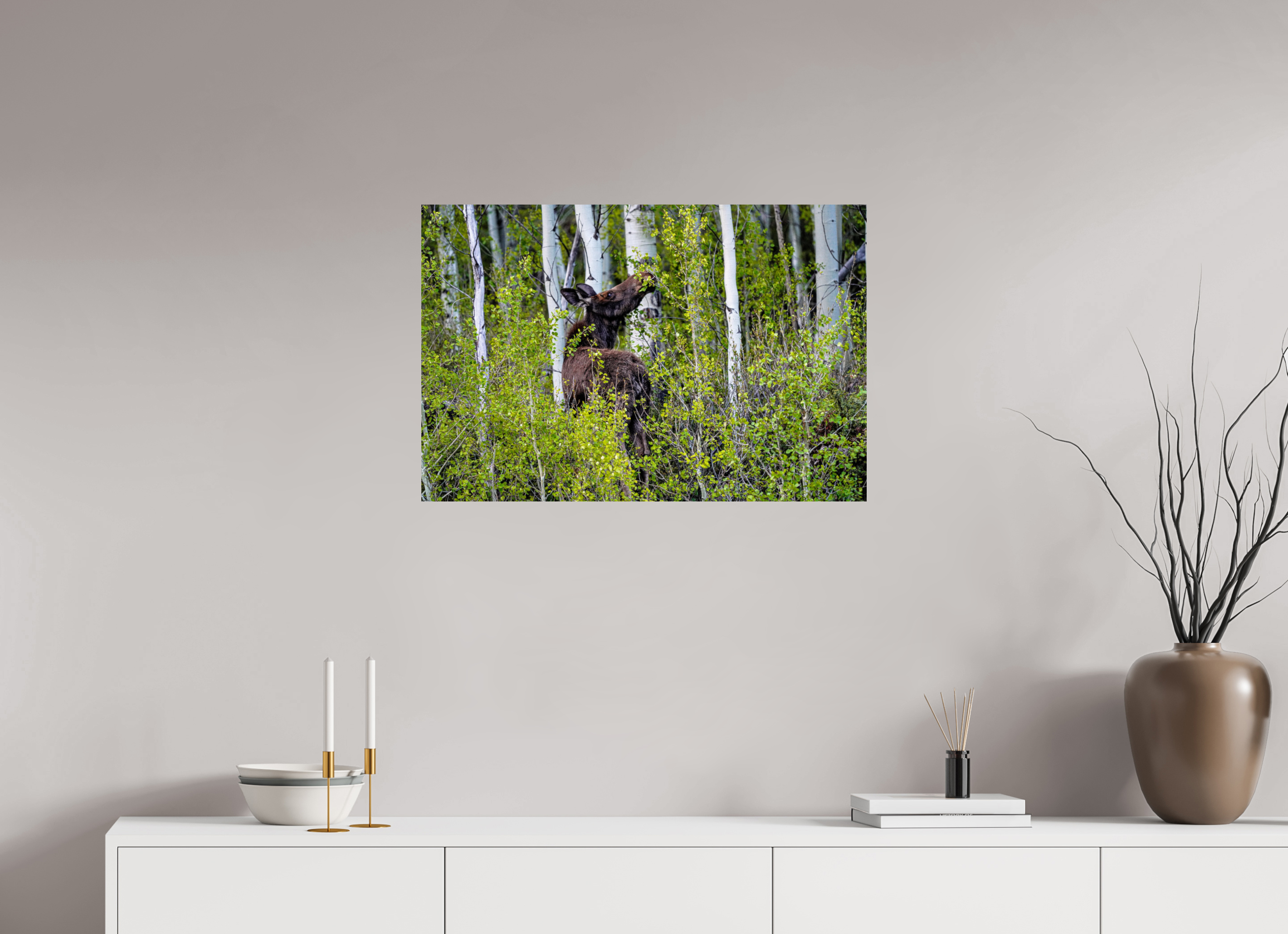 30 x 20″, METAL Cow Moose Snacking on Aspens