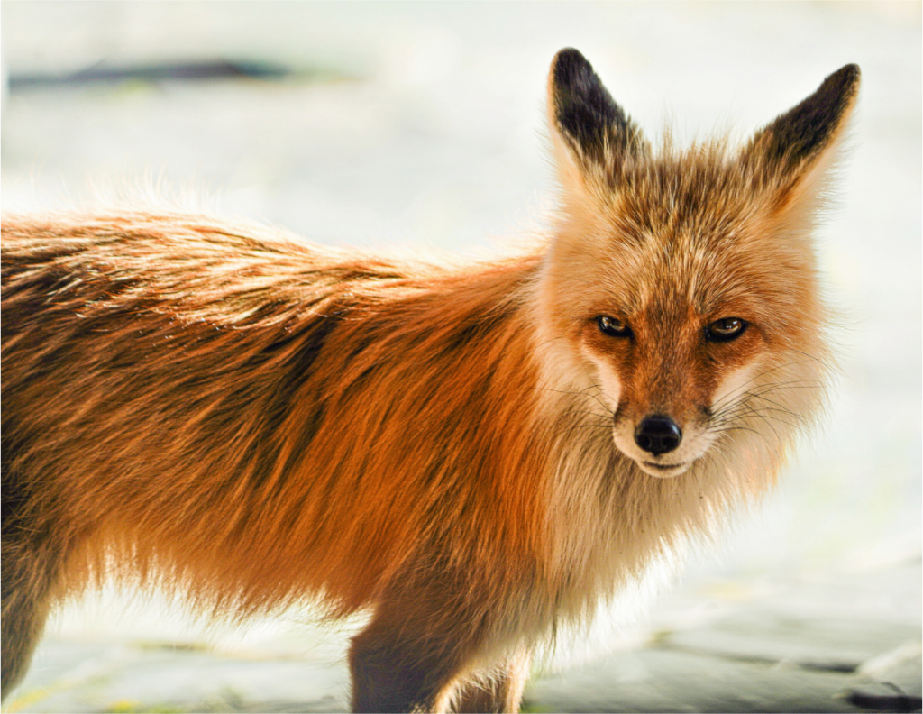 Main image Fox