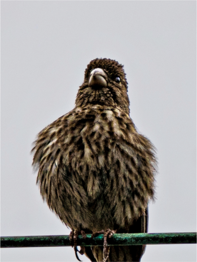 Main image Bird
