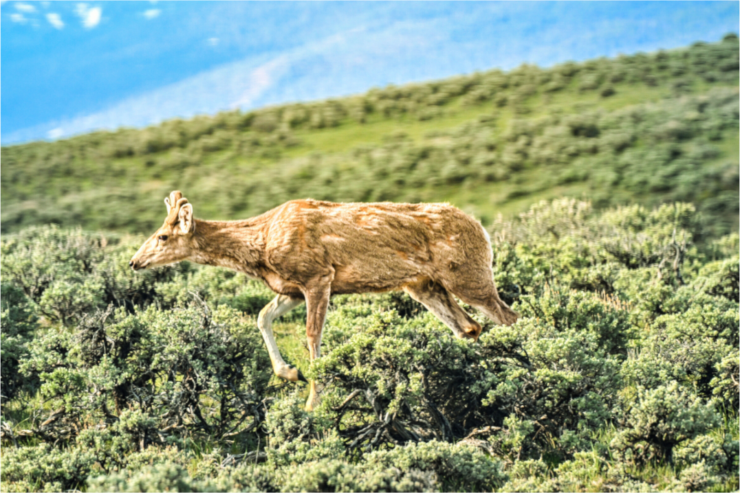 Main image Deer