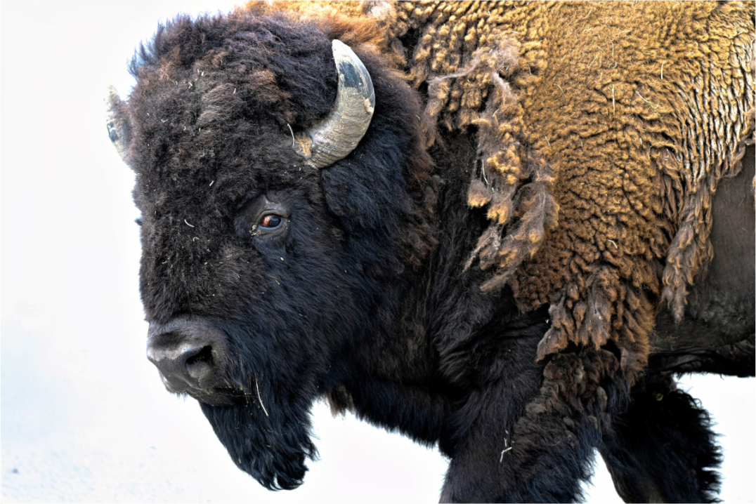 Main image Bison Side eye