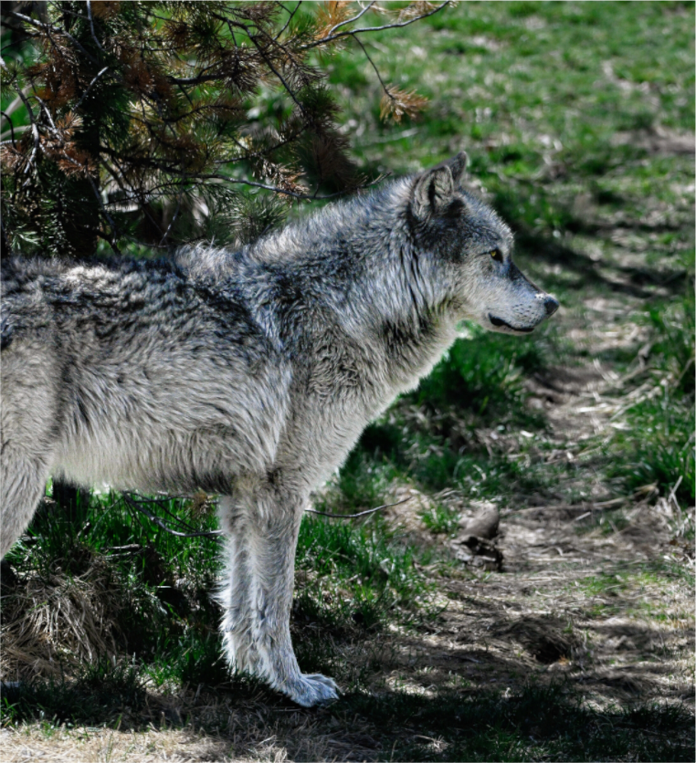 Main image Wolf Standing