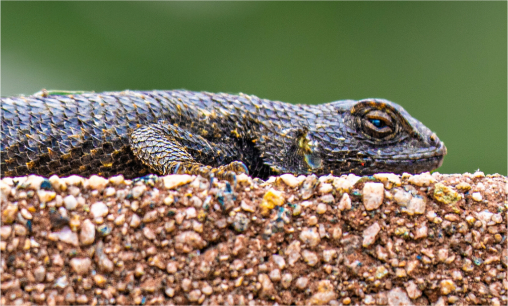 Main image Lizard