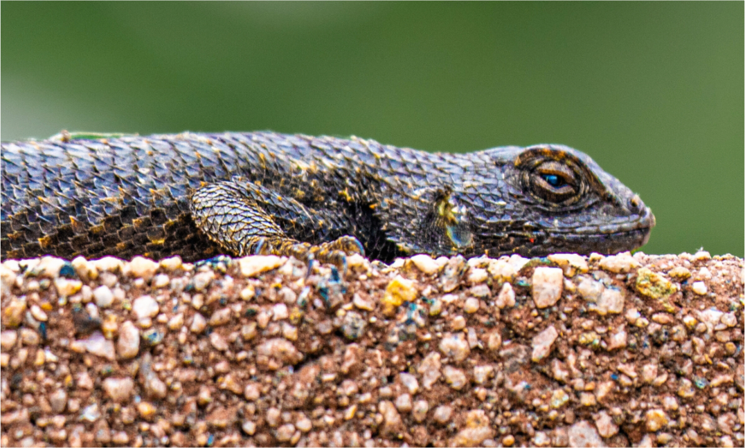 Main image Lizard