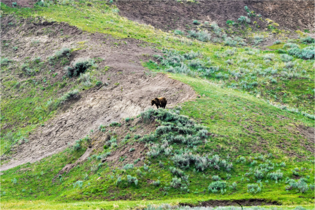 Main image Bear