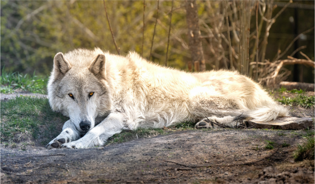 Main image Wolf Laying Down