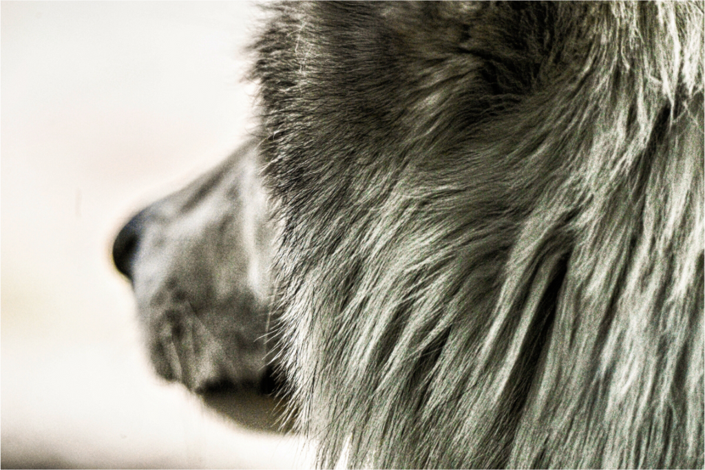 Main image Wolf